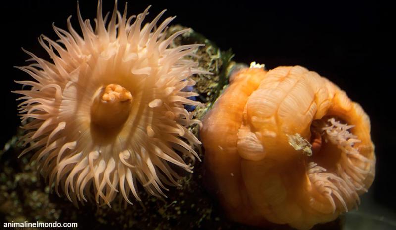  Actinia