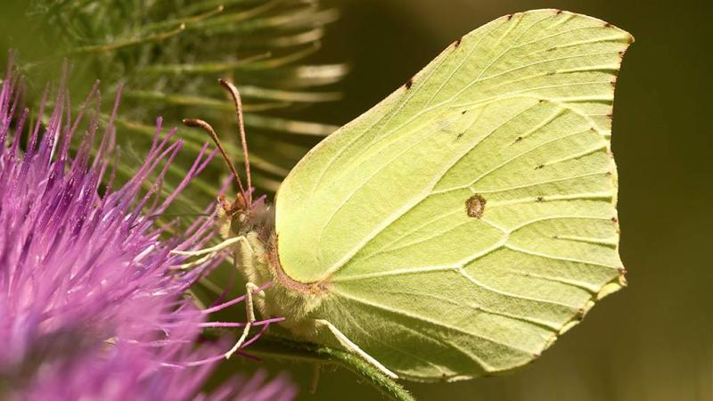  Farfalla Cedroncella