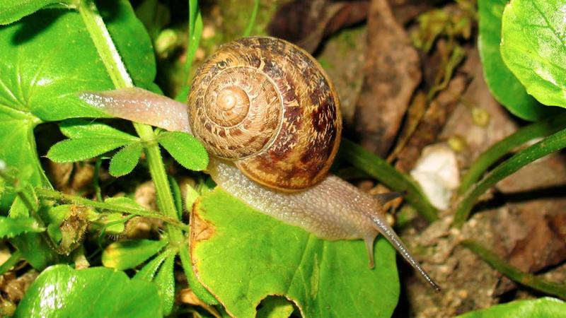  Chiocciola