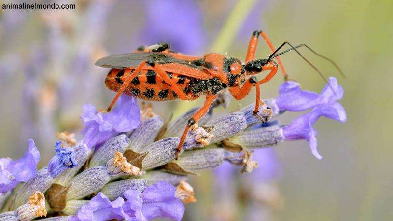  Cimice assassina