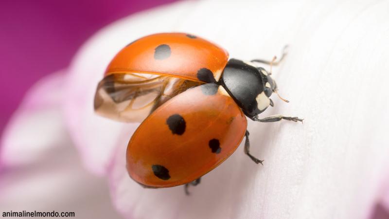  Coccinella