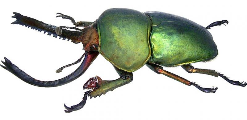  Lamprima Adolphinae