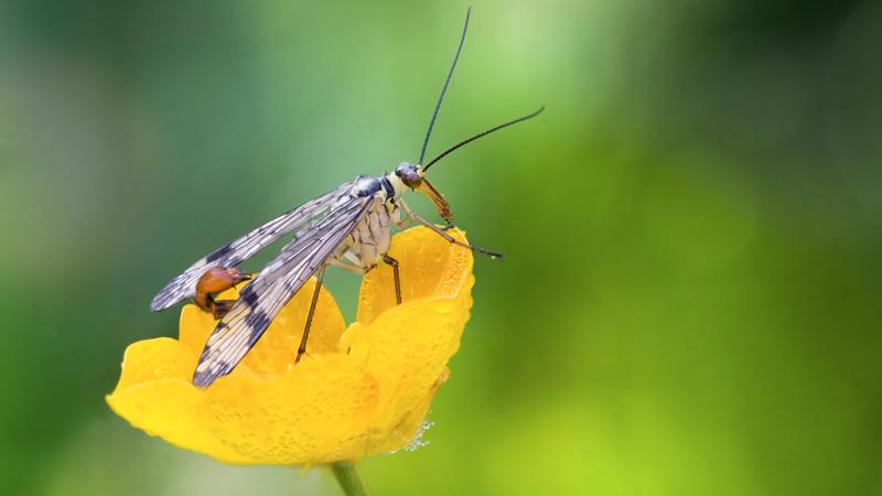  Panorpa communis