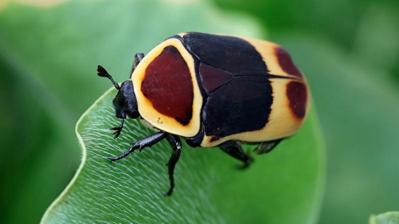  Pachnoda Marginata