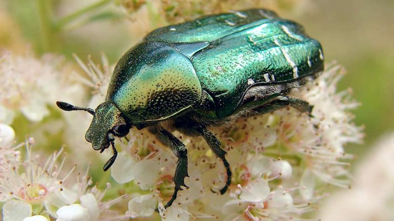  Scarabeo