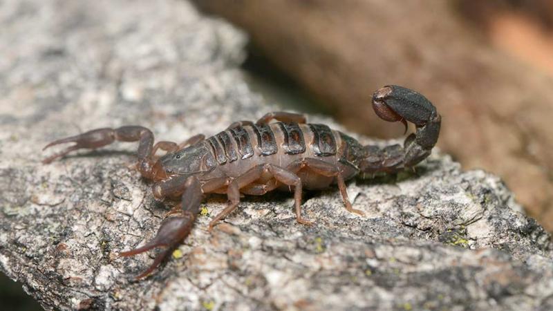  Scorpione