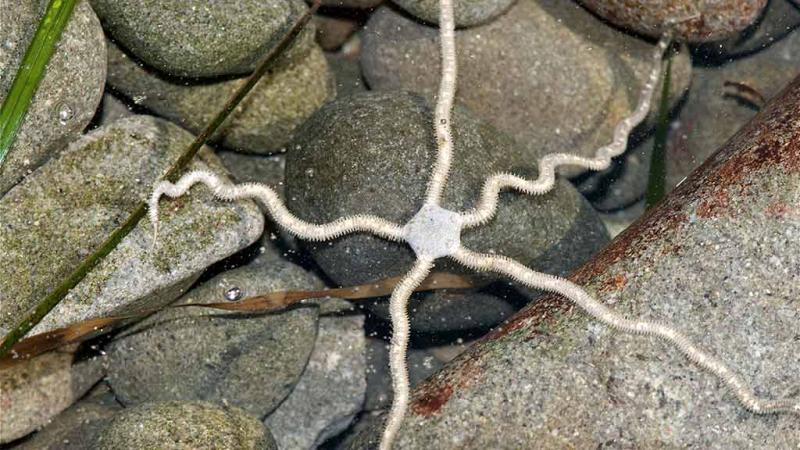  Stella Serpentina