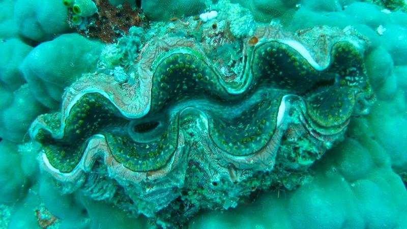  Tredacna gigante