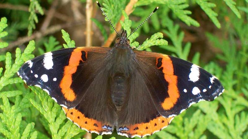  Vanessa Atalanta