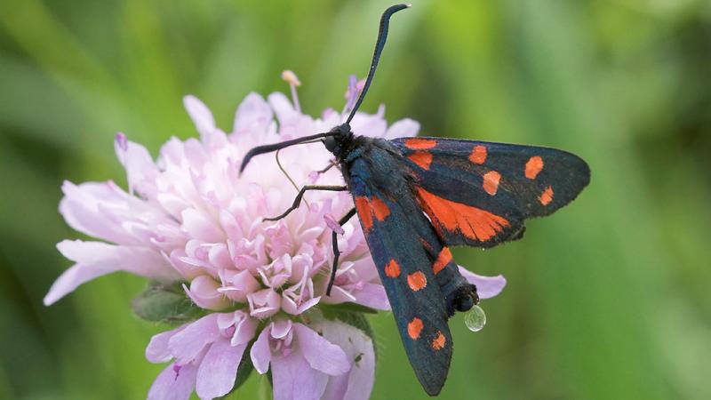  Zygaena ephialtes