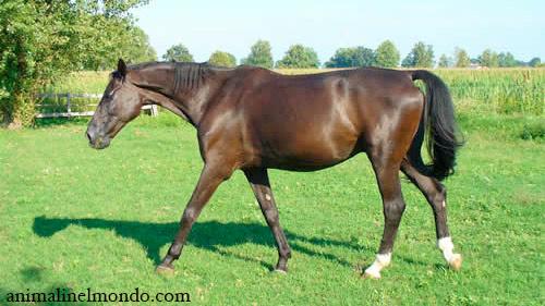 Furioso