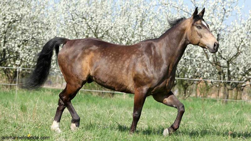  Quarter horse