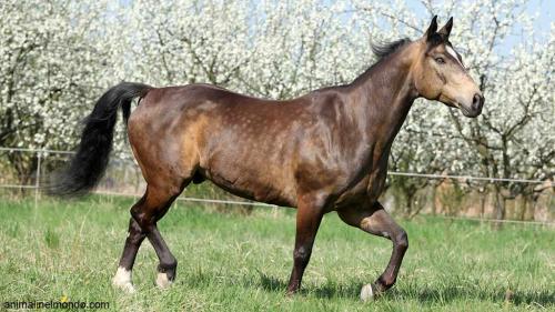 Quarter horse