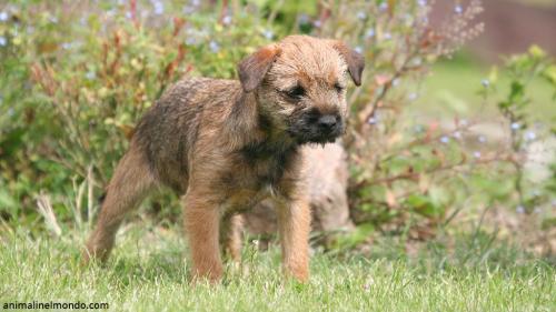  Cane Border Terrier