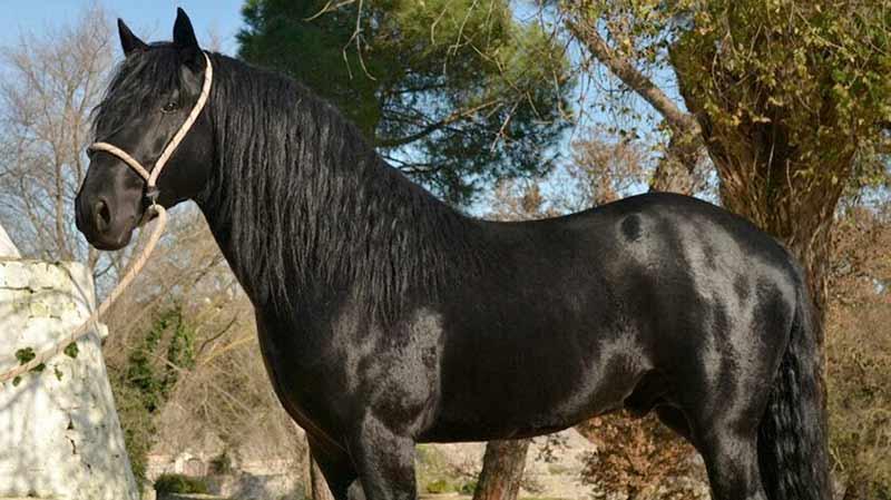  Murgese