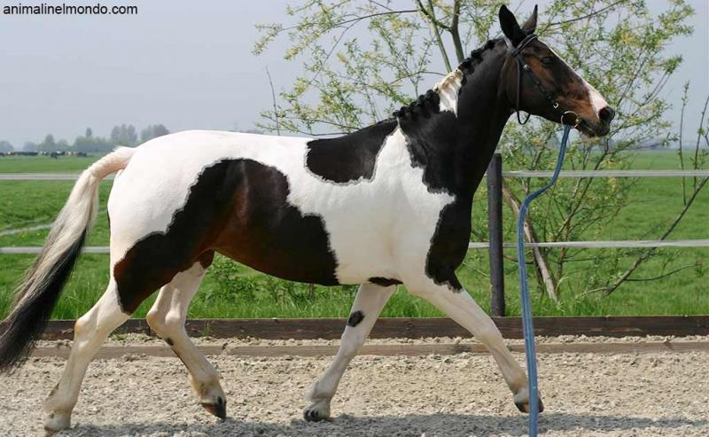  Pinto Horse