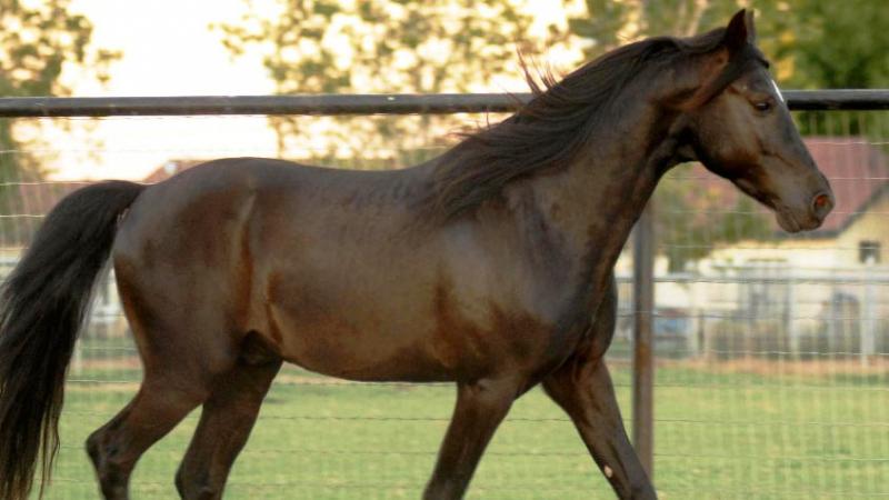  Missouri Fox Trotter