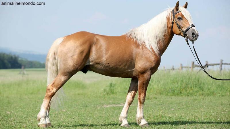  Haflinger o Avelignese