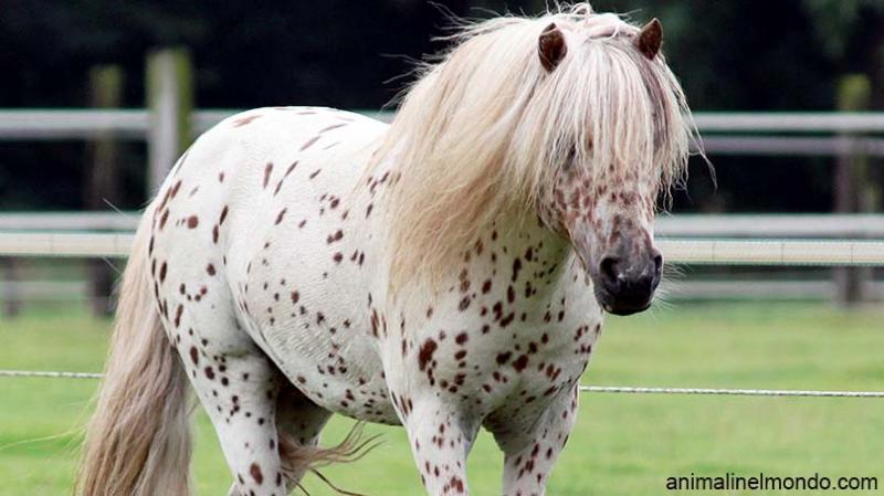  Pony Shetland