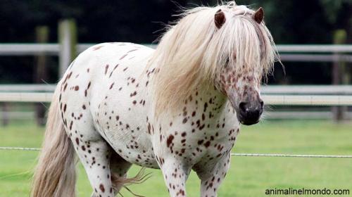  Pony Shetland