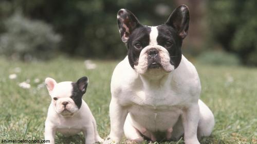 Cane Bouledogue Francese