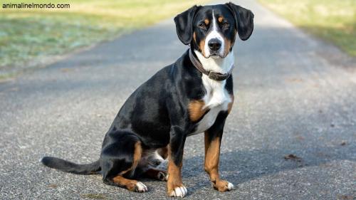 Cane Bovaro dell'Entlebuch
