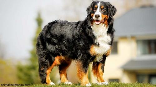 Cane Bovaro del Bernese