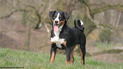Cane Bovaro dell'Appenzell