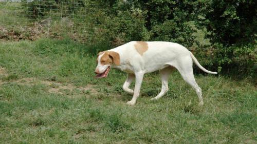 Cane Bracco d'Ariege
