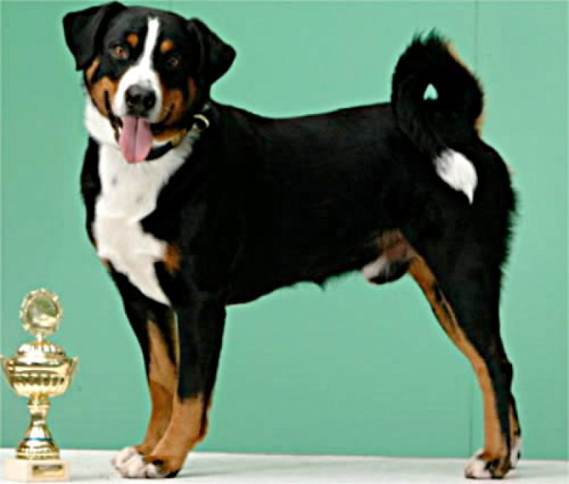  Blechi un cane molto speciale