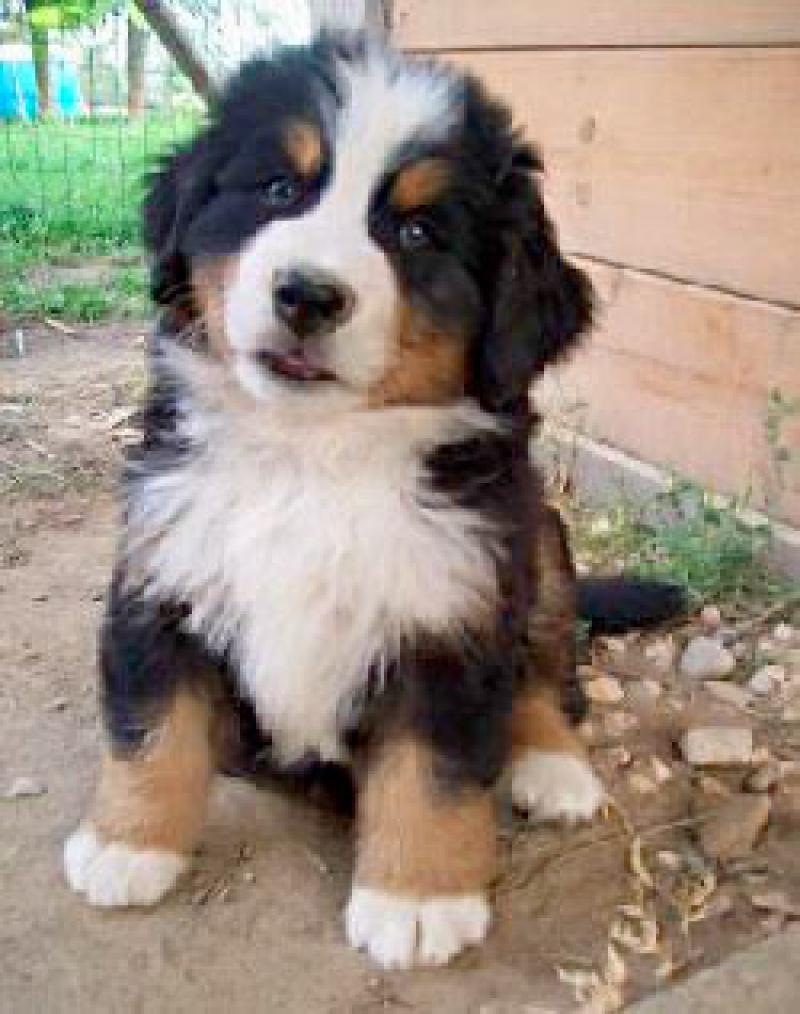 Bovaro del bernese