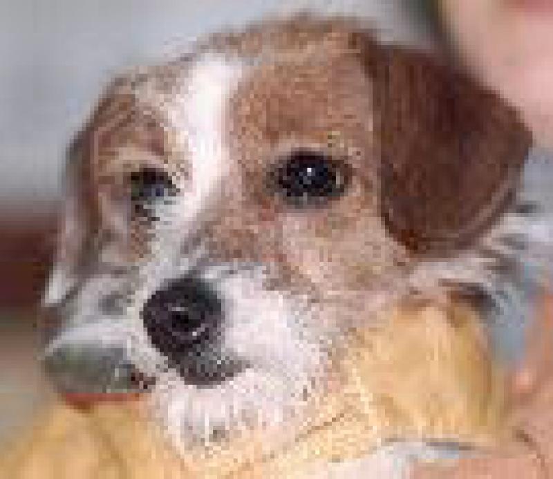  16 anni compiuti
