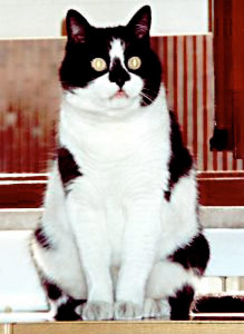  Gatto Love