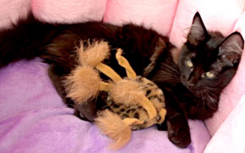  Gatti d'Angora Turco