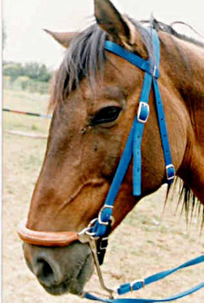  Diego
