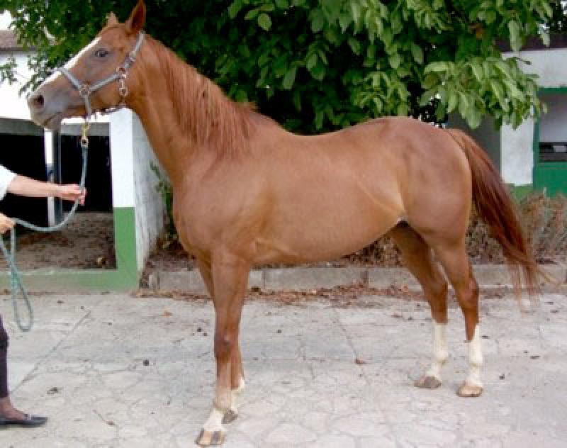  Cavalla generosa