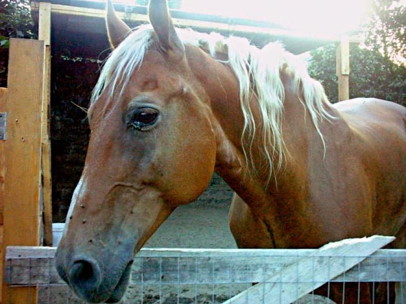  Cavallo dal cuore d'oro