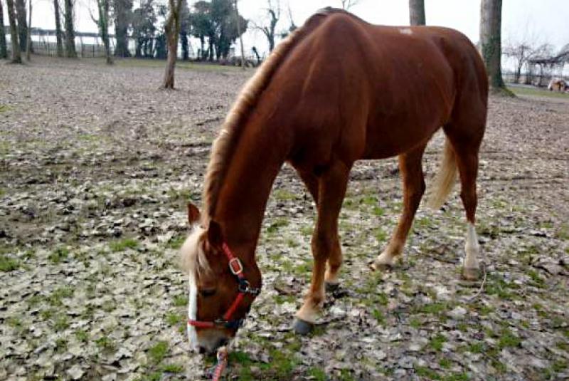  Il mio cavallo Spirit