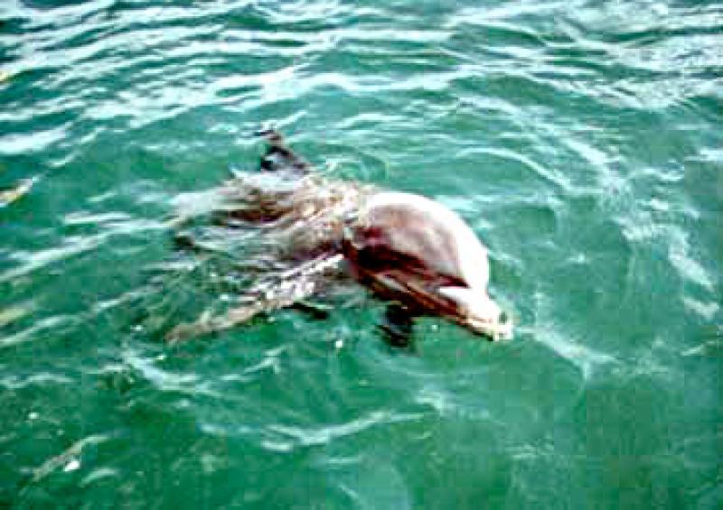  Il delfino Sunny