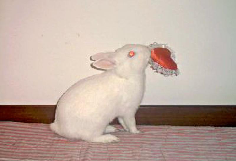  La piccola Puffy