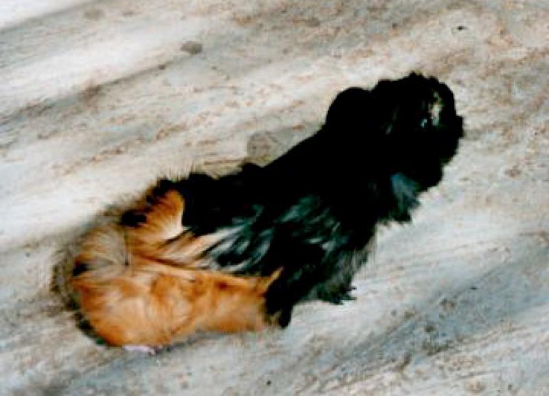  Mignon porcellino d'India
