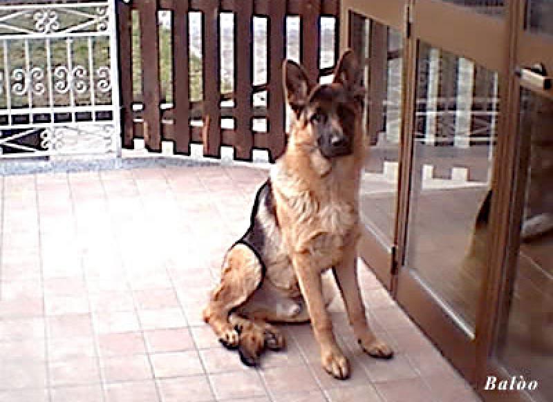  Miei dolcissimi animaletti