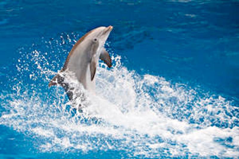  Delfini la mia passione
