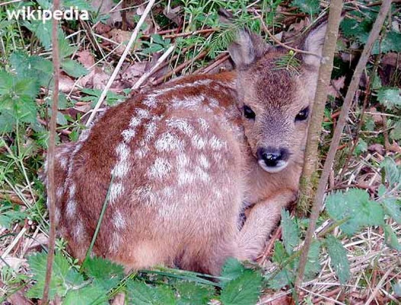  Bambi in pericolo