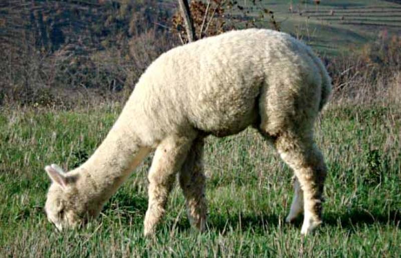  I mie dolcissimi Alpaca