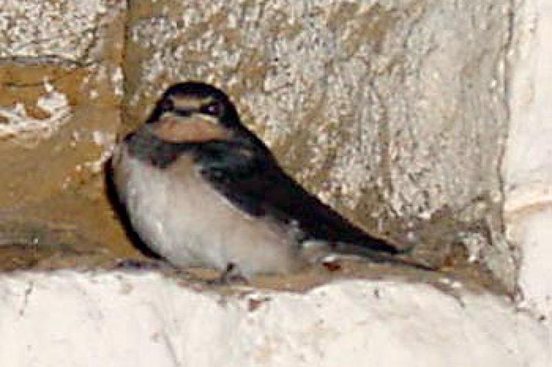  Piumottol la rondine della Ciurma