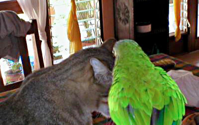  Perry e il gatto Tom