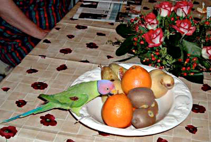  Pappagallo goloso