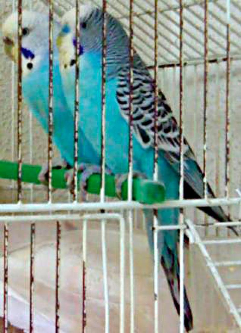  Togo e Ghana