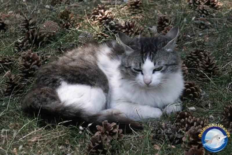  Gatti belli